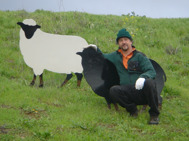 tom-black-sheep